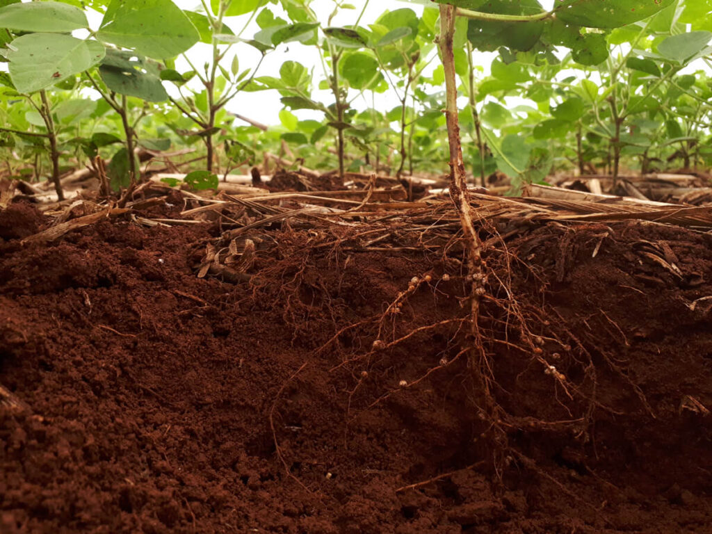 A close up of a plant's roots.