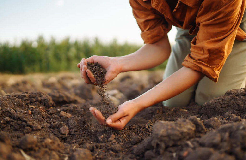 Hands holding a clump of dirt.