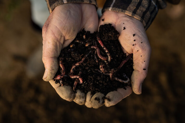 hands holding a scoop of dirt with worms inside